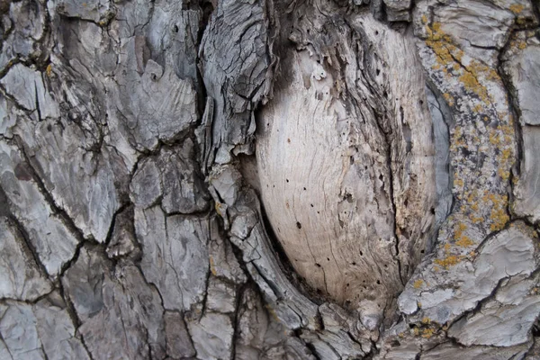 灰色の樹皮の背景 — ストック写真