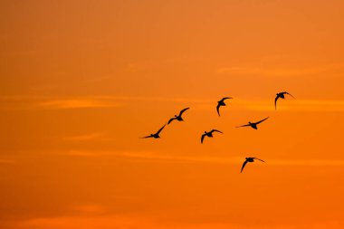 Gün batımında uçan ördekler