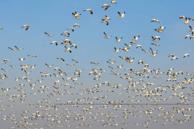 Göç eden büyük kar kazları sürüsü.
