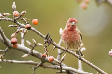 Kahverengi tüylü pembe ve kırmızı kuş, bulanık arka planda turuncu meyvelerle ağaç dalında oturuyor.