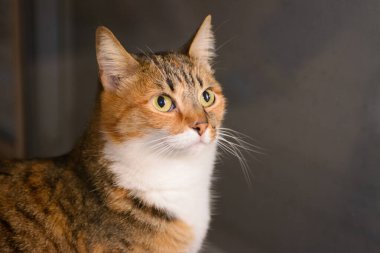 turuncu tekir kedi uzaklığa bakıyor