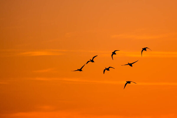 flying ducks at sunset