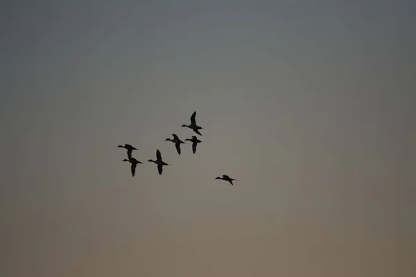 Watervogels Eenden Natuur Wilde Dieren Staart Vogels Kudde Vlucht Dier — Stockfoto