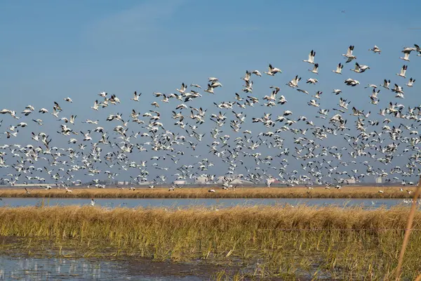 stock image flock of snow geese