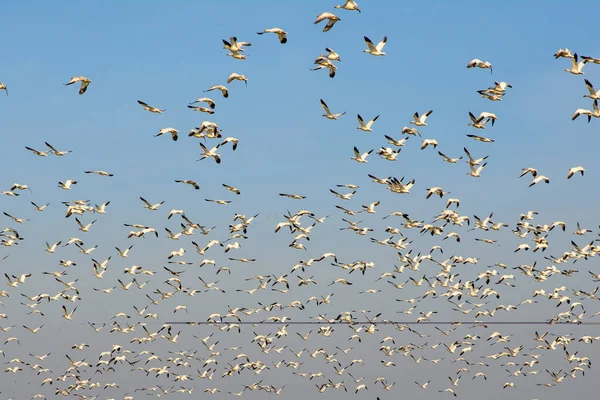 stock image Massive flock of migrating snow geese flying.