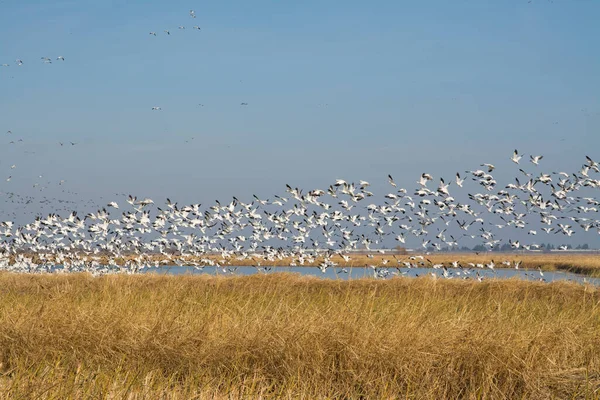 stock image flock of snow geese