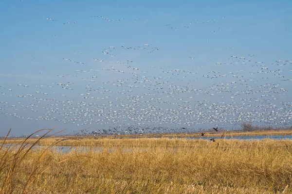 Gansos Neve Califórnia Sacramento Migrar Migração Neve Natureza Céu Pássaro — Fotografia de Stock