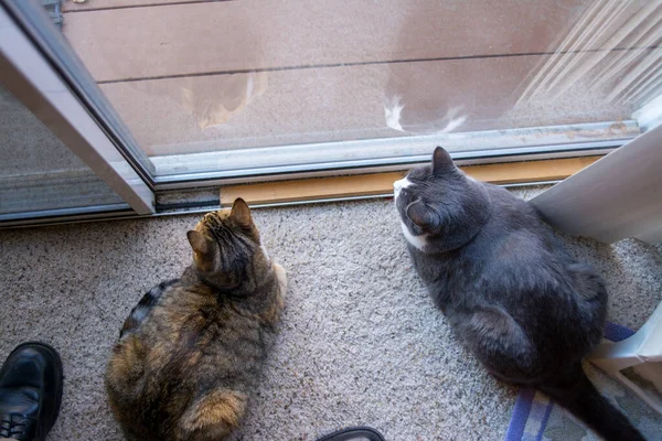 Twee Katten Vrienden Die Uit Het Raam Kijken — Stockfoto