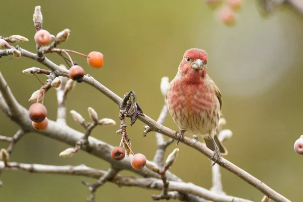 Oiseau Rose Rouge Avec Des Plumes Brunes Assis Sur Une — Photo