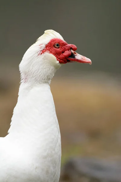 Kachna Bílým Peřím Červenými Bradavicemi Hlavě Růžovými Černými Skvrnami Zobáku — Stock fotografie