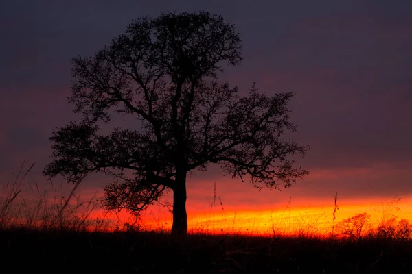 鮮やかな劇的な夕日を持つオークの木 — ストック写真