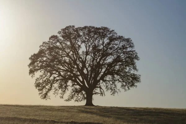 Widok Ogromnego Drzewa Samotności Rośnie Niekończącej Się Ziemi Pola Świetle — Zdjęcie stockowe