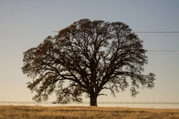 Canlı, dramatik günbatımı olan meşe ağacı.