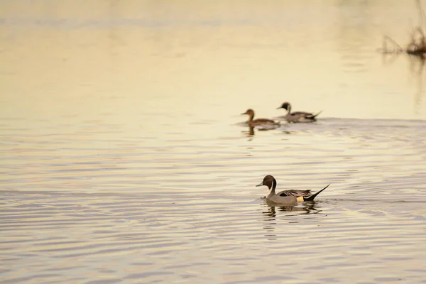 日没の光の中で湖の水の静かな表面にゆっくりと浮かんでいるいくつかの野生の鳥の群れ — ストック写真