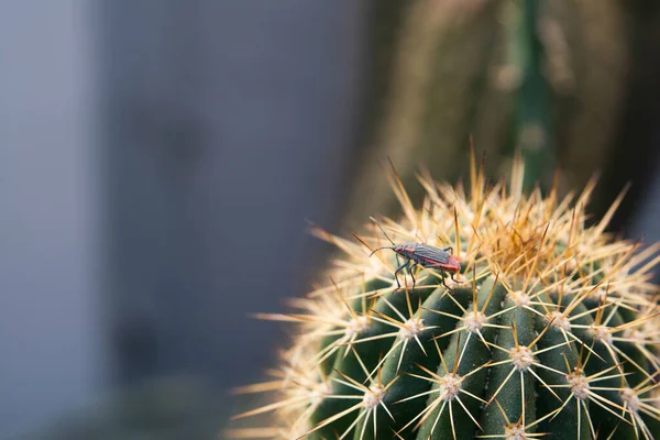 Pequeño Insecto Cactus — Foto de Stock