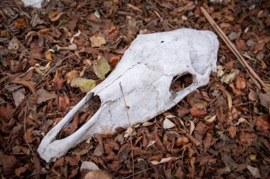 Kuru Autum yapraklarında at kafatası kemiği