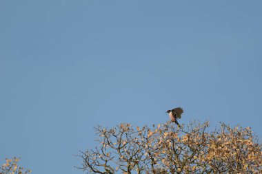 Mavi, berrak gökyüzünün arka planındaki ağaçta tüneyen siyah ve beyaz titreşim