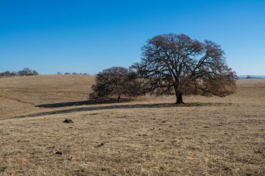 Kuru otlakları aç meşe ağaçlarıyla