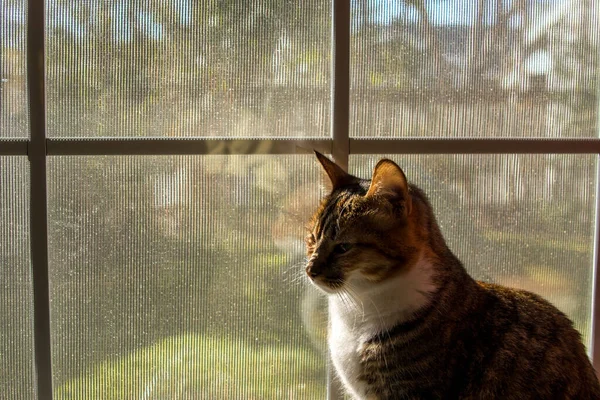 Крытый Кот Смотрит Окно — стоковое фото
