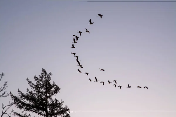 Geese Flying Formation Migration — Stock Photo, Image