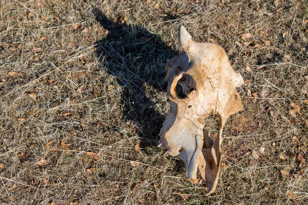 Cráneo Vaca Blanqueado Viejo Con Cuernos Pequeños Hierba Seca — Foto de Stock