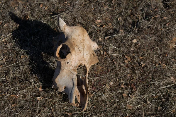 Cráneo Sucio Envejecido Animal Acostado Tierra Seca Luz Del Sol — Foto de Stock