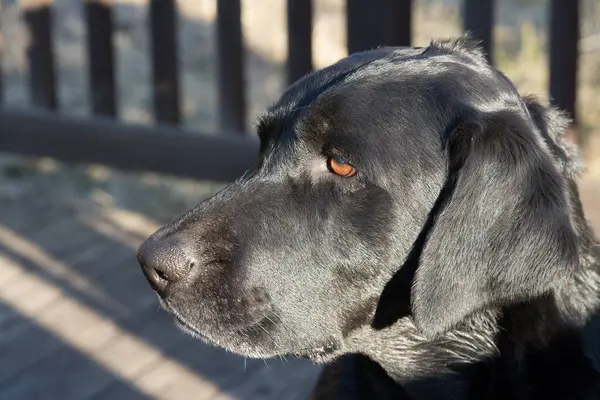 Primer Plano Hocico Peludo Labrador Color Negro Con Ojos Dorados —  Fotos de Stock