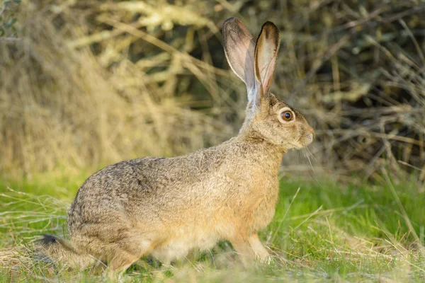 stock image Closeup side view of gray hare with big ears sitting in woods on blurred background of dried bushes
