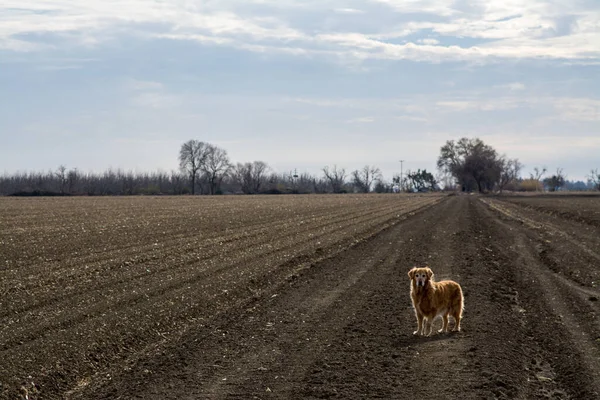 Yaşlı Golden Retriever köpeği toprak arazide duruyor.