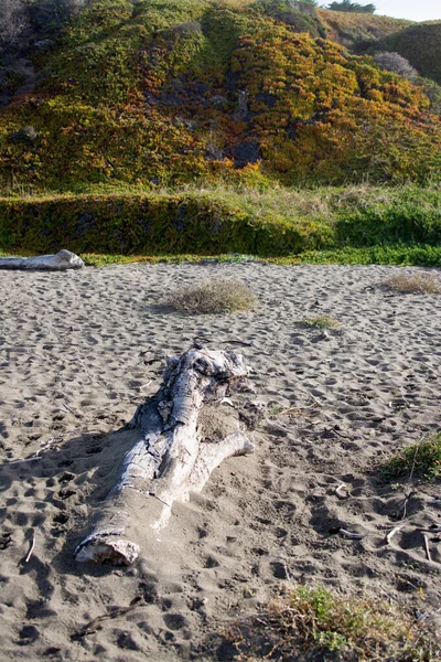 Large Driftwood Log Washed Beach Buried Sand — Stock Photo, Image