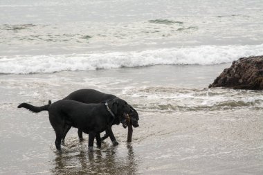 Sahilde kasvetli bir şekilde oynayan iki siyah köpek.