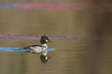Dalgalı nehirde yüzen Drake 'in yan görüntüsü Pembe güneş ışığıyla 
