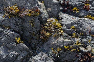 Yukardan çekilen gri kayalar, güneş ışığında büyüyen küçük deniz otlarıyla kaplıdır.