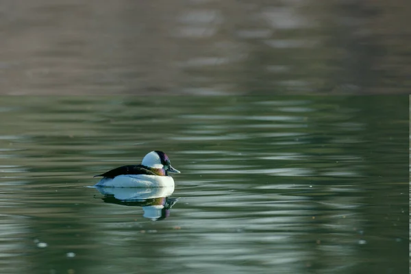 Visão Traseira Pássaro Selvagem Deriva Lago Ondulado Com Luz Solar — Fotografia de Stock