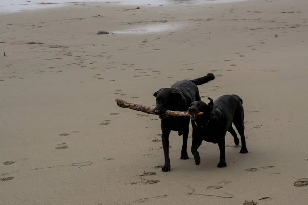 Twee Zwarte Labrador Retrievers Spelen Apporteren Met Een Stok Een — Stockfoto