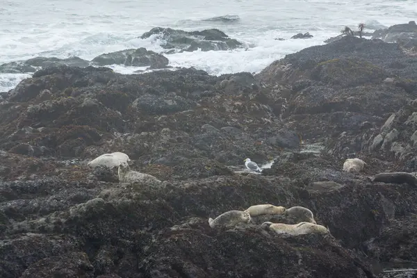 恶劣天气下 港口海豹在岩石上休息 — 图库照片