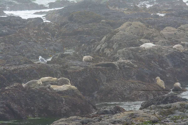恶劣天气下 港口海豹在岩石上休息 — 图库照片