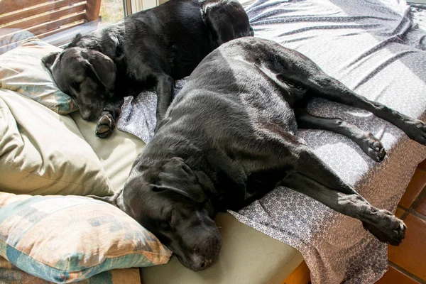Zwei Schwarze Labrador Retriever Hunde Schlafen Zusammen Bett — Stockfoto
