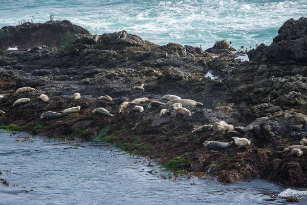 港口海豹在汹涌大海的岩石上晒日光浴 — 图库照片