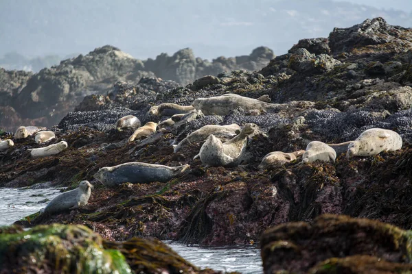 바다표범 사나운 파도를 바위에서 일광욕을 — 스톡 사진