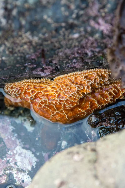 Oranje Zeester Kruipt Halverwege Uit Het Water Getijde Zwembad — Stockfoto