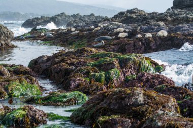 Liman fokları dalgalı denizlerle kayalıklarda güneşleniyor.