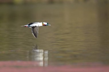 Nehrin altında kanat çırpan rengarenk Drake 'in yan görünümü