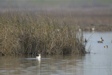 Kuzey Pintail ördekleri sulak alanlarda sallanıyor.