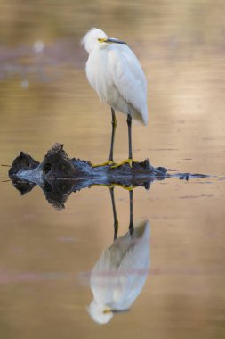 Düşen bir kütüğe tünemiş karlı bir balıkçıl.