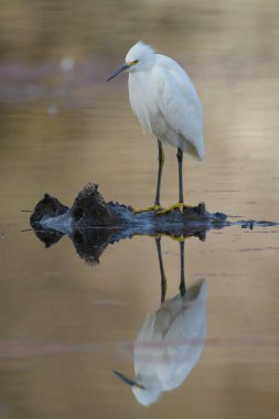 Nehirdeki kuru kütüğün üzerinde duran suda yansıyan güzel balıkçıl.