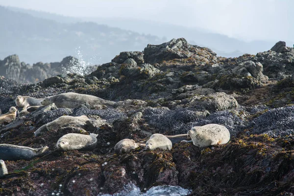 Liman Fokları Dalgalı Denizlerle Kayalıklarda Güneşleniyor — Stok fotoğraf