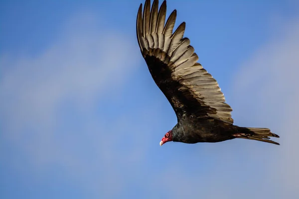 Kızıl saçlı ve mavi gökyüzüne karşı uçan geniş kanatlı büyük hindi akbabasının yan görüntüsü