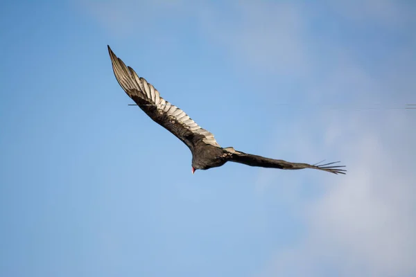 stock image A turkey vulture flying over head with clear blue sky.