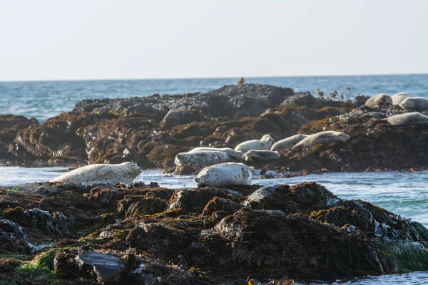 港口海豹在汹涌大海的岩石上晒日光浴 — 图库照片